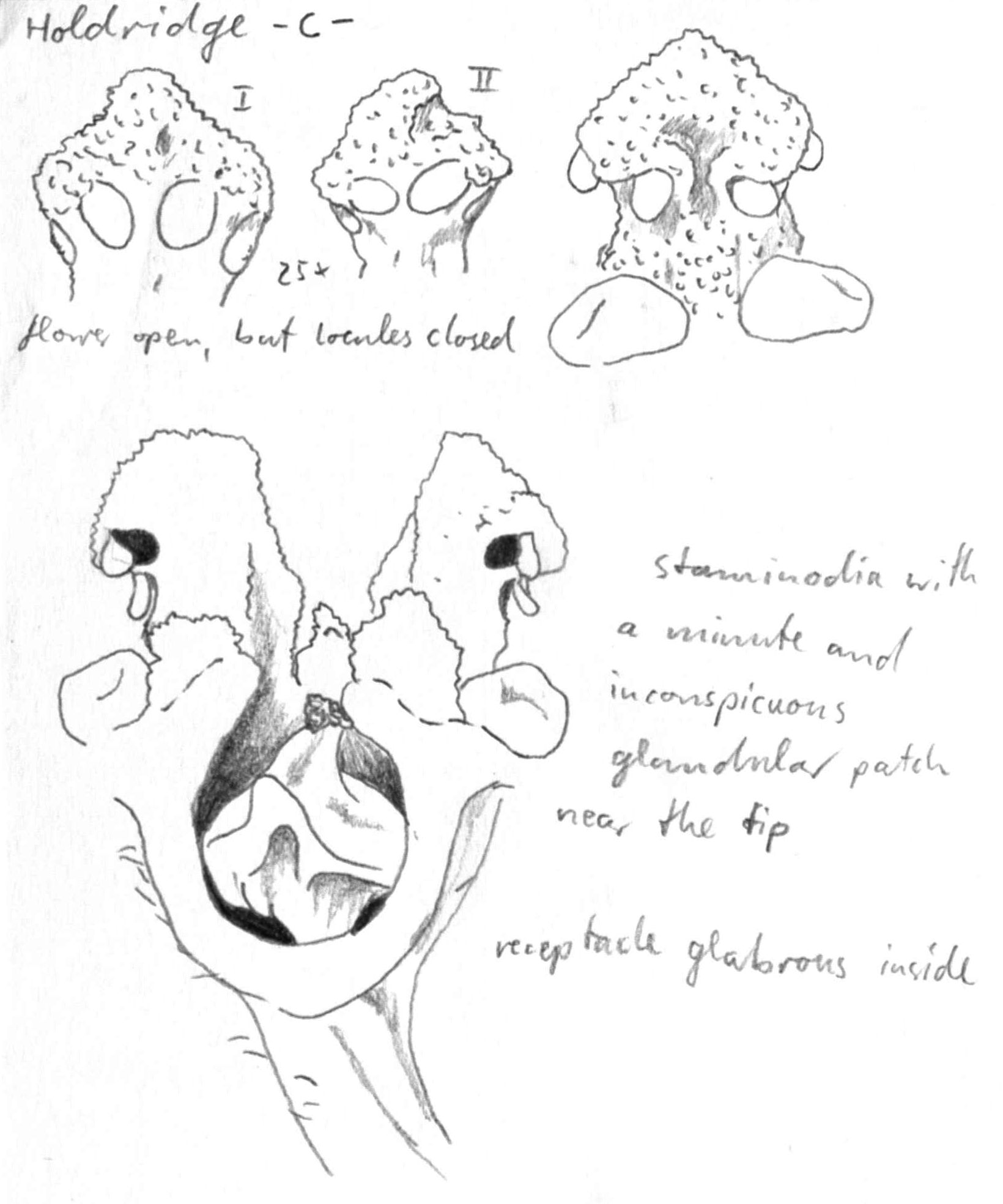 preview Nectandra lineata (Kunth) Rohwer